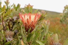 Protea susannae