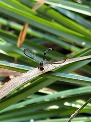 Victoriana attenuata