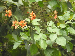 Erythrina