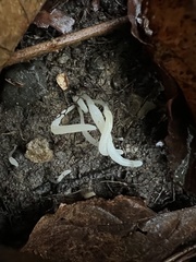 Clavaria falcata