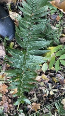 Dryopteridoideae