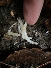 Clavaria falcata