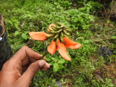 Erythrina