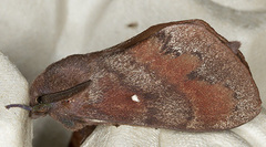 Dendrolimus pini