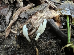 Clavaria falcata