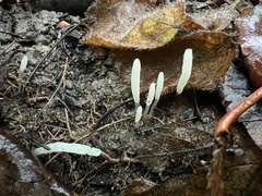 Clavaria falcata