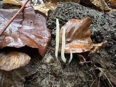 Clavaria falcata