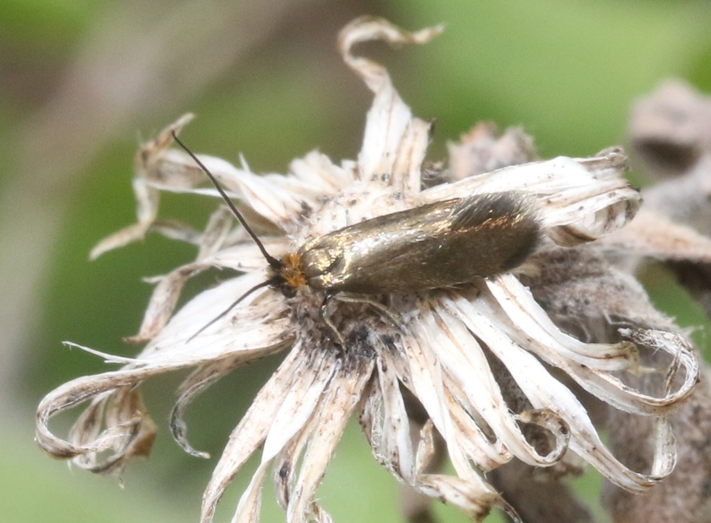 Cauchas sedella