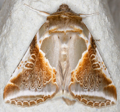 Habrosyne pyritoides