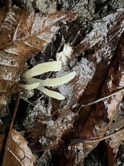 Clavaria falcata