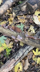 Auricularia auricula-judae