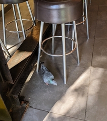 Columba livia domestica