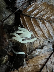 Clavaria falcata