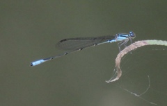 Acanthagrion quadratum