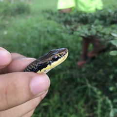 Dendrelaphis pictus