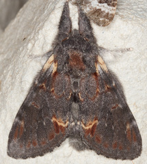 Notodonta dromedarius