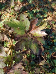 Physocarpus opulifolius