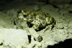 Bufotes viridis sitibundus
