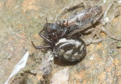 Steatoda albomaculata