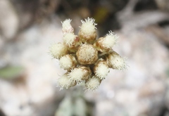 Antennaria media