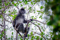 Trachypithecus cristatus