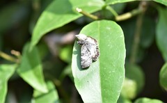 Chiomara georgina