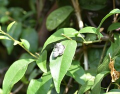 Chiomara georgina