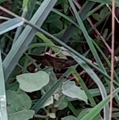 Anticarsia gemmatalis