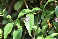 Chiomara georgina