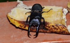 Serrognathus titanus platymelus