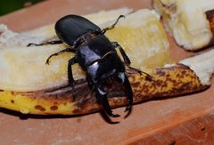 Serrognathus titanus platymelus