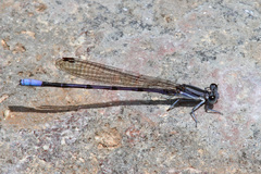 Argia hinei