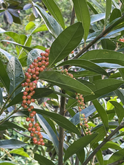 Citharexylum caudatum