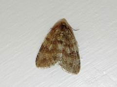 Epirrita dilutata