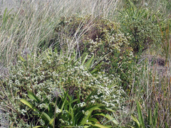 Pimelea orthia protea