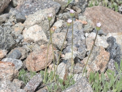 Erigeron compositus