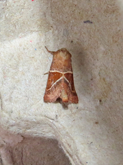 Lemmeria digitalis