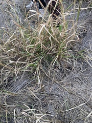 Bothriochloa bladhii