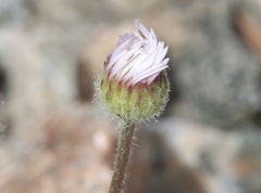 Erigeron compositus