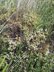Pimelea orthia protea