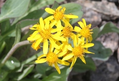 Senecio integerrimus