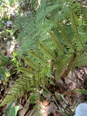 Dryopteris