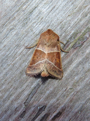 Lemmeria digitalis