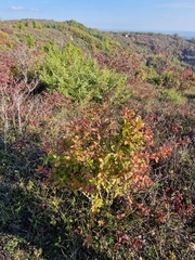 Berberis vulgaris