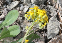 Senecio integerrimus