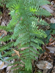 Dryopteris
