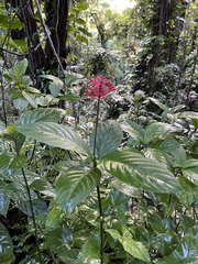Odontonema cuspidatum