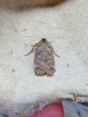 Anacampsis innocuella