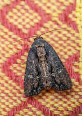 Dypterygia ordinarius