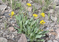 Senecio integerrimus